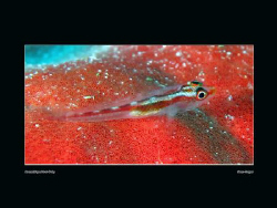 Mozambique host goby (length up to 3cm) on red sponge cor... by Sean Cooper 